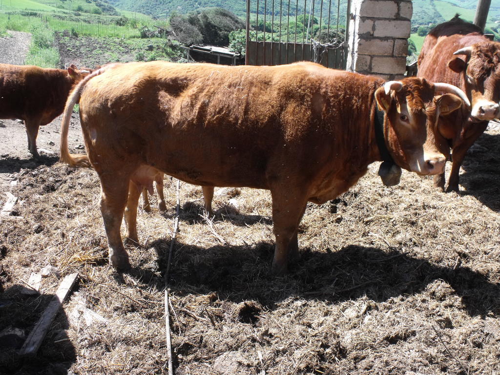 Agriturismo Sa Tanca Noa Tergu Luaran gambar